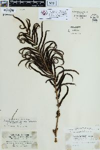 Blechnum capense image