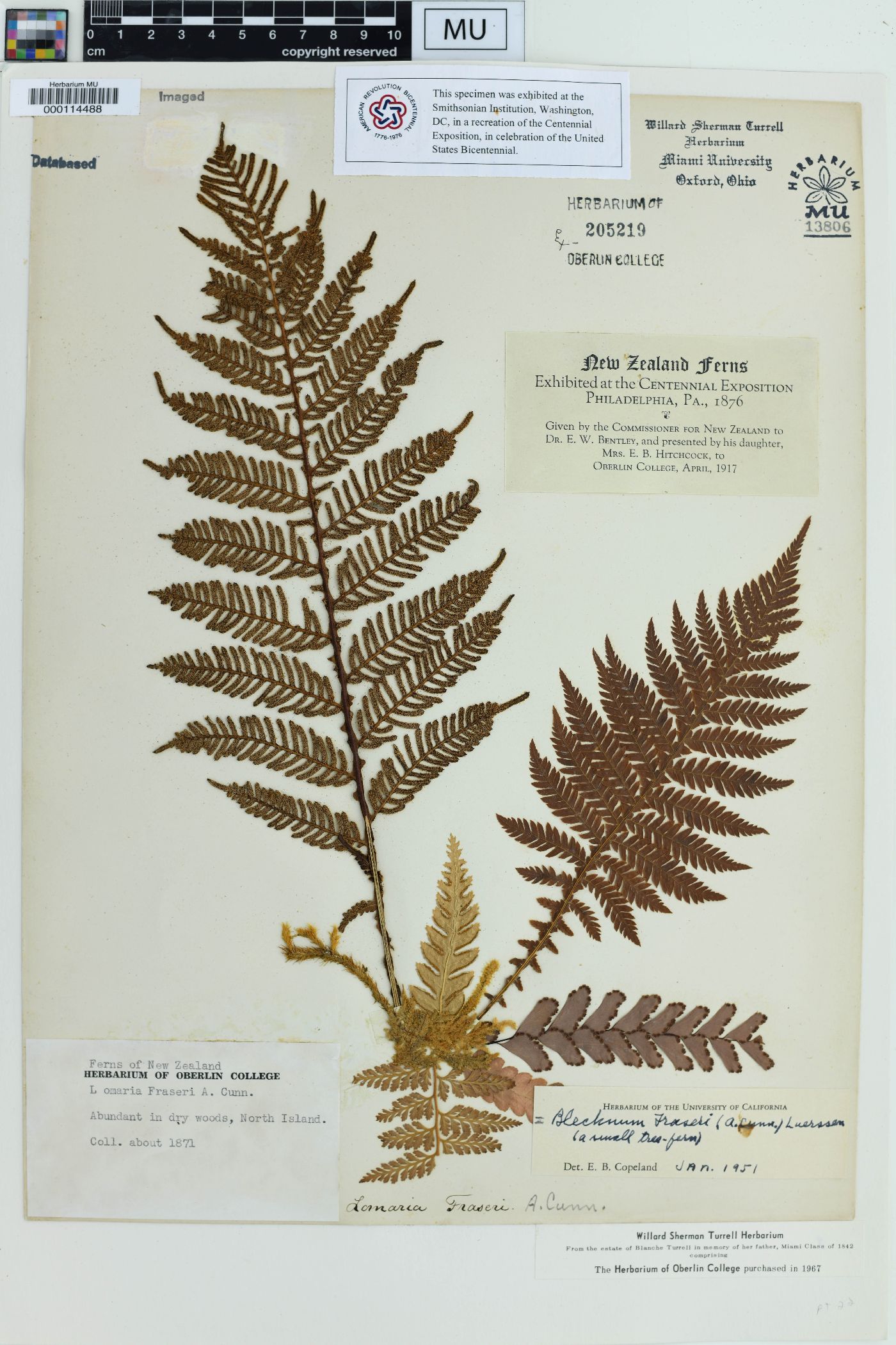 Blechnum fraseri image