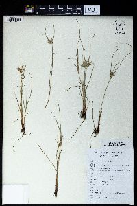 Cyperus compressus image