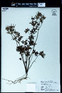 Geranium wilfordii image