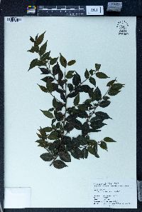 Ilex pubescens image