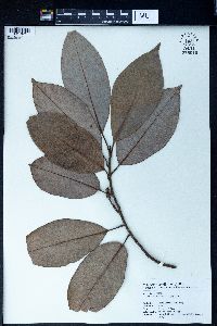 Michelia maudiae image