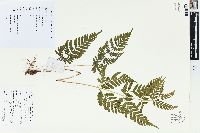 Dryopteris chinensis image