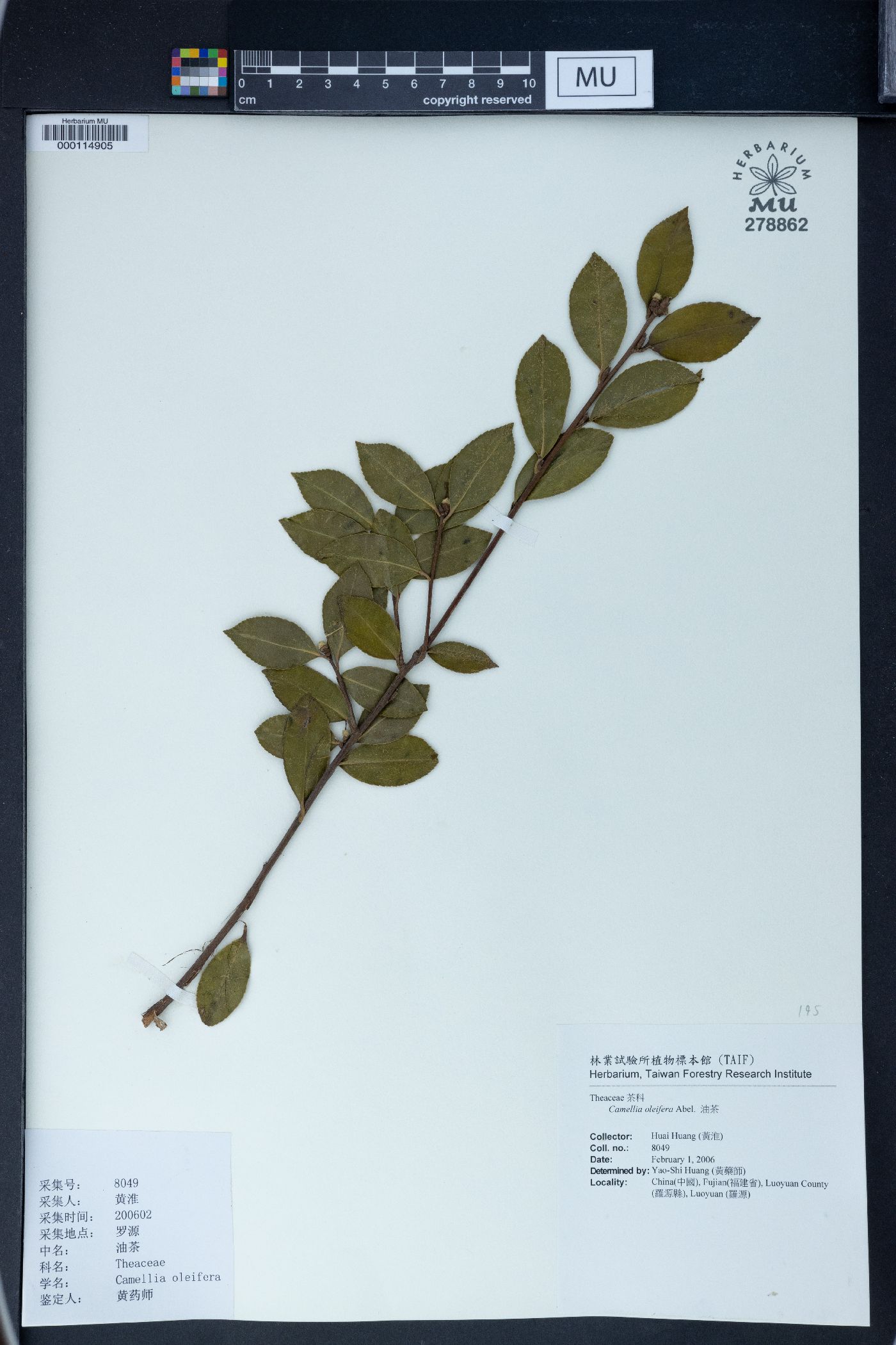 Camellia oleifera image