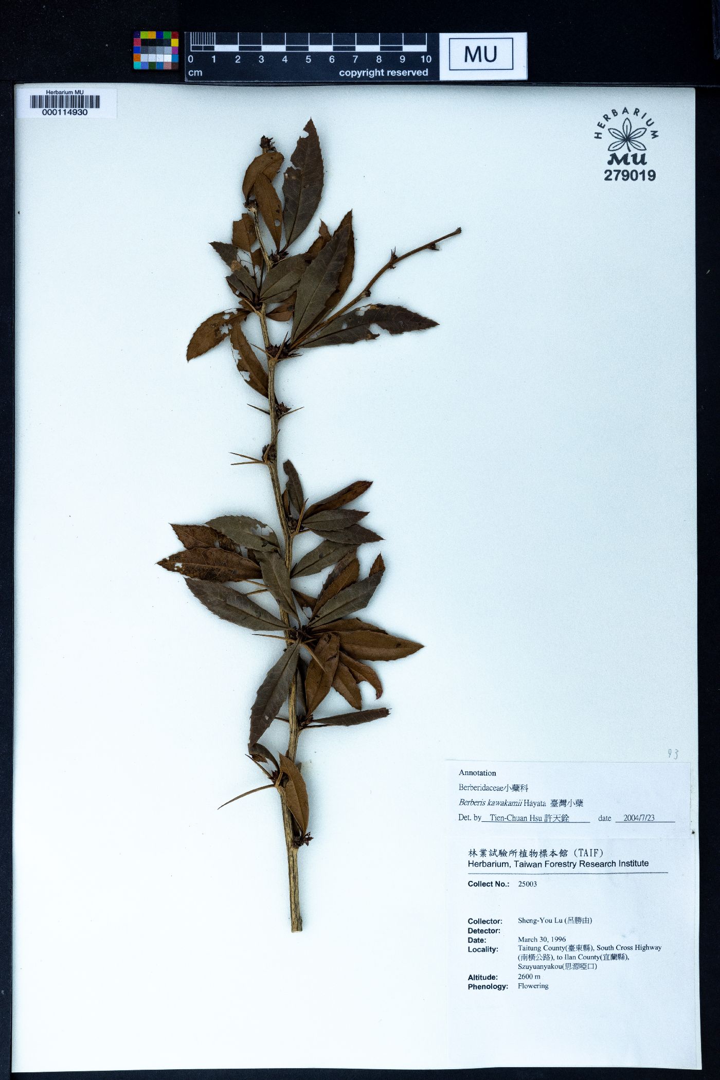 Berberis kawakamii image