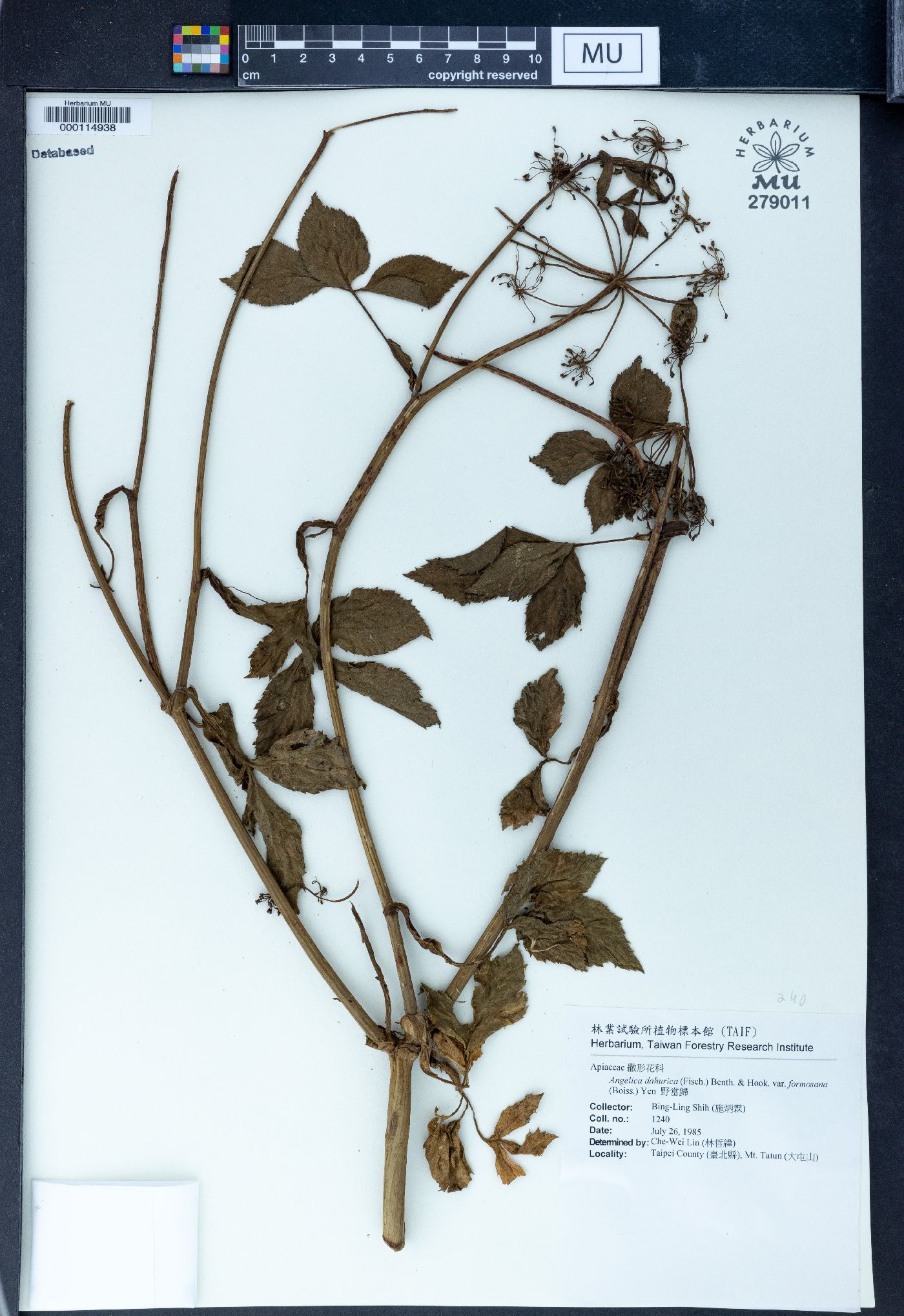 Angelica dahurica image