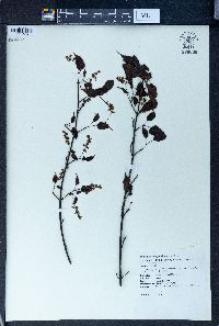 Image of Acer insulare