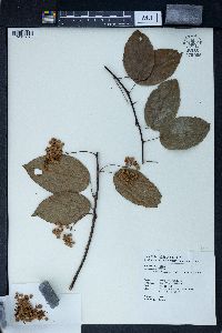 Actinidia latifolia image