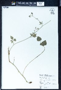 Torilis japonica image