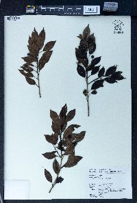 Ilex pedunculosa image