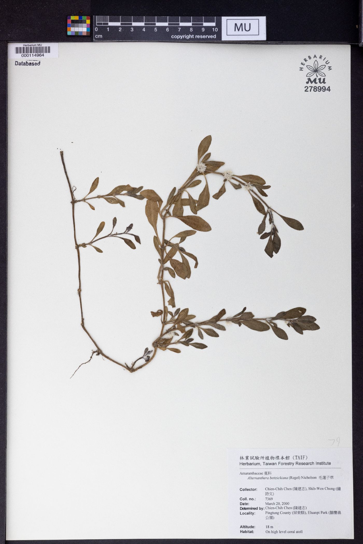 Alternanthera bettzickiana image