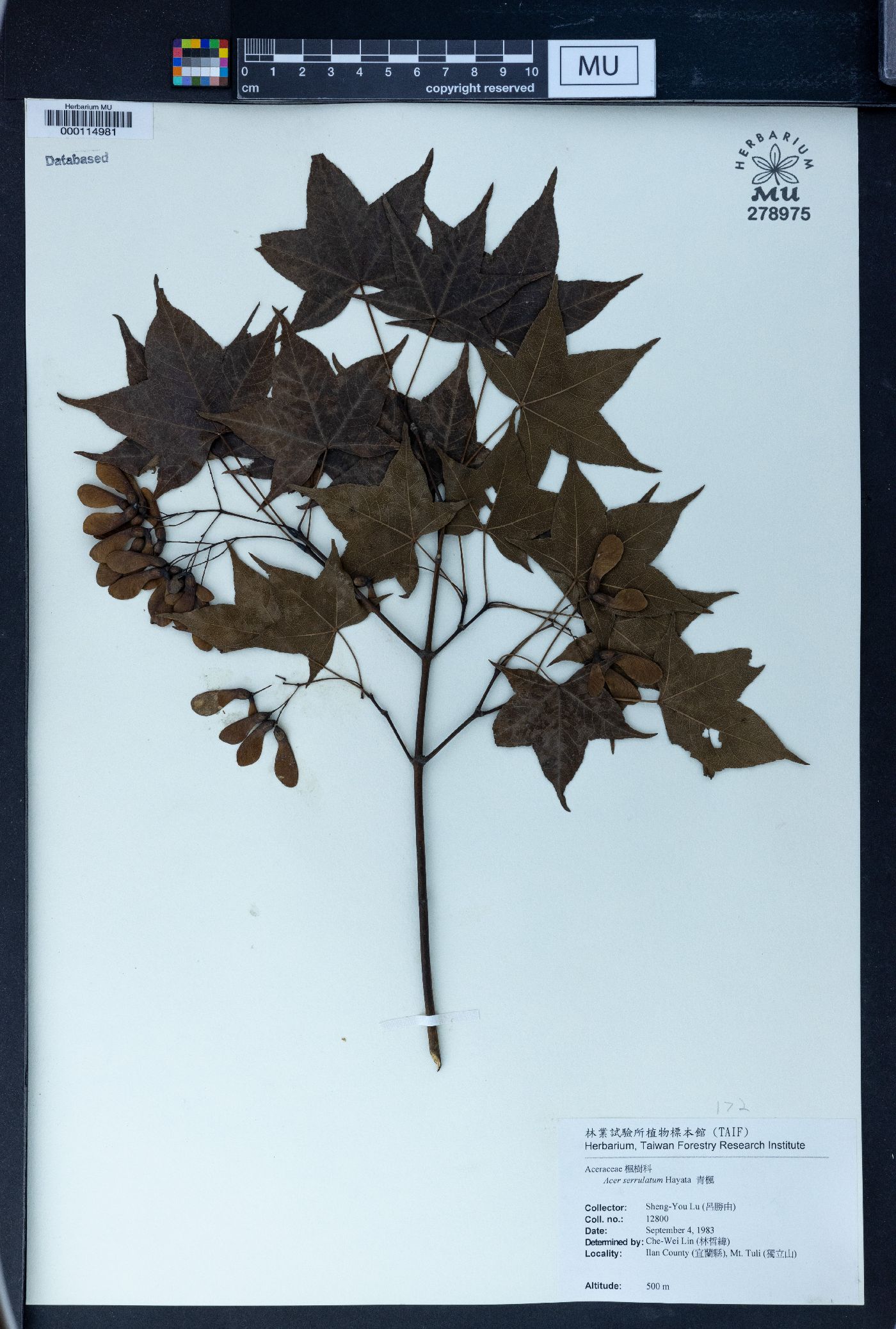 Acer oliverianum subsp. formosanum image