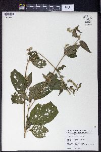Achyranthes bidentata image
