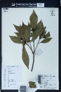 Pittosporum illicioides image