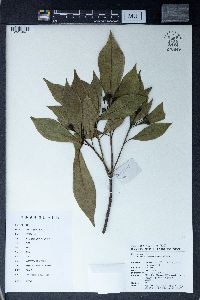 Pittosporum illicioides image