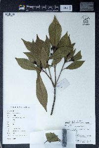 Pittosporum illicioides image