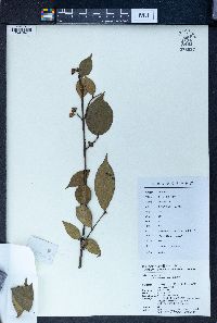 Image of Euonymus dielsianus