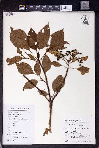 Hydrangea chinensis image