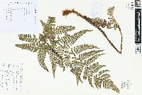 Dryopteris championii image