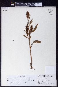 Rumex dentatus image