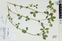 Trifolium reflexum image