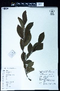 Lindera glauca image