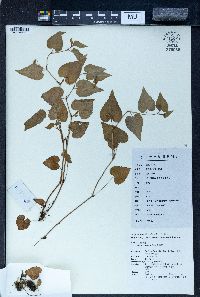 Viola arcuata image