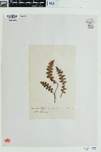 Ceterach officinarum image