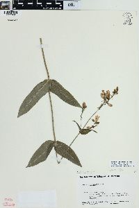 Penstemon digitalis image