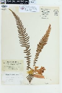 Blechnum medium image