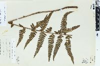 Dryopteris ludoviciana image