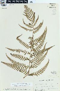 Dryopteris ludoviciana image