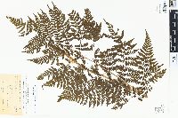 Dryopteris expansa image