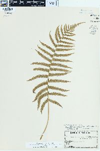 Dryopteris nevadensis image