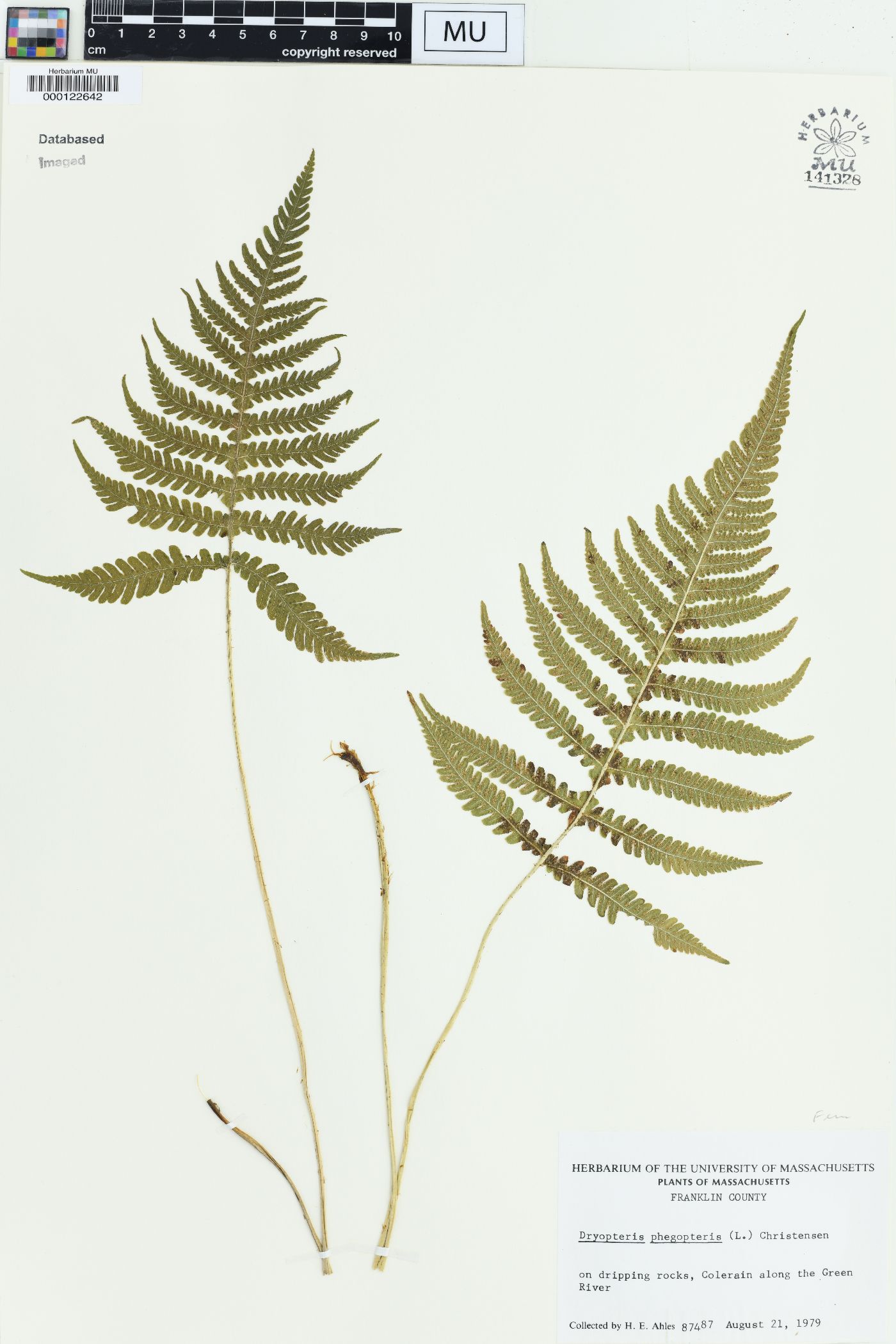 Dryopteris phegopteris image