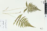 Dryopteris phegopteris image