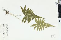 Dryopteris phegopteris image