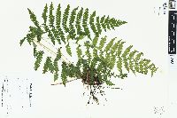 Dryopteris simulata image