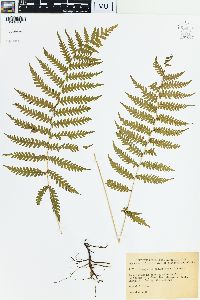 Dryopteris thelypteris image