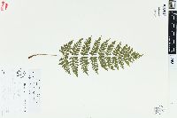 Dryopteris × triploidea image