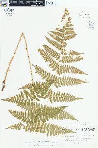 Dryopteris × triploidea image