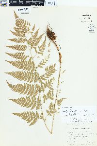 Dryopteris × triploidea image