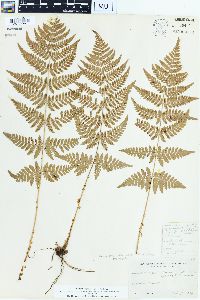 Dryopteris × triploidea image