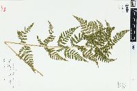 Dryopteris × triploidea image