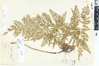 Dryopteris × triploidea image