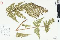 Dryopteris × triploidea image