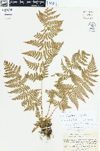 Dryopteris × triploidea image