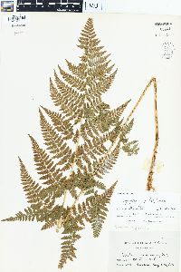 Dryopteris × triploidea image