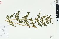 Dryopteris × triploidea image