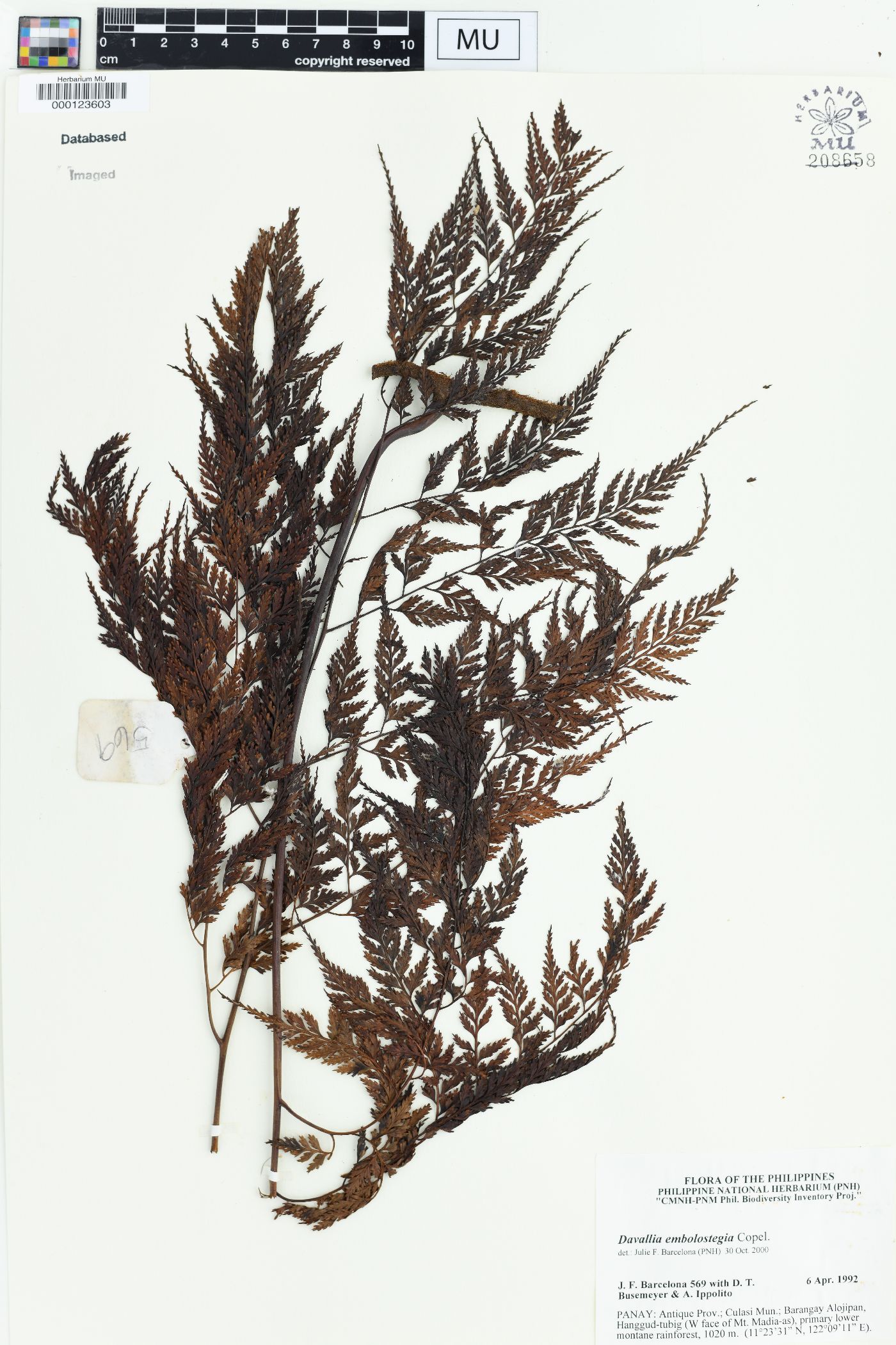 Davallia embolostegia image